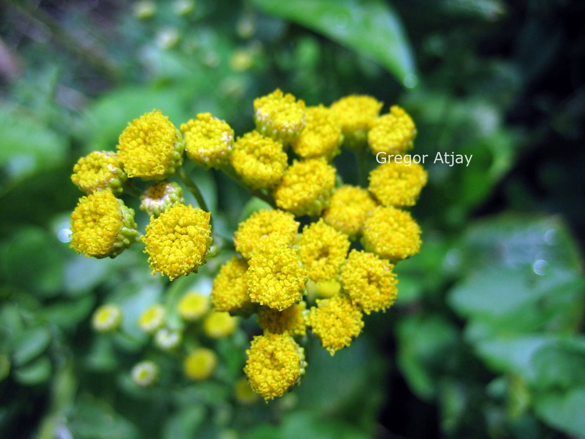 Tanacetum balsamita