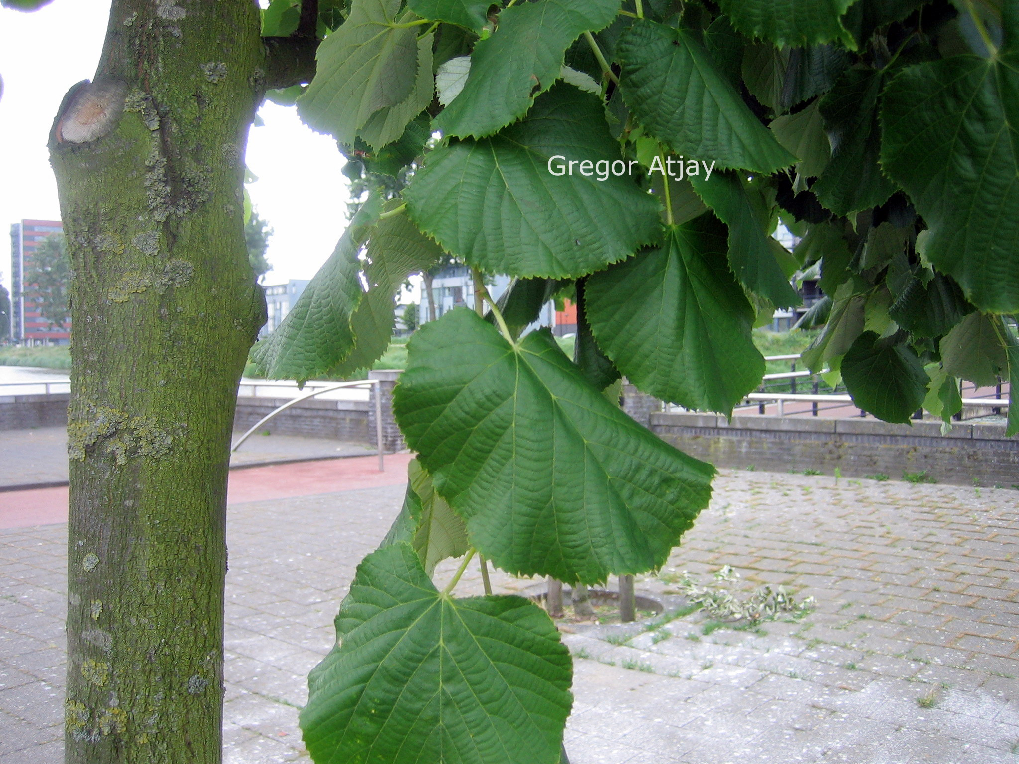 Tilia tomentosa 'Brabant'