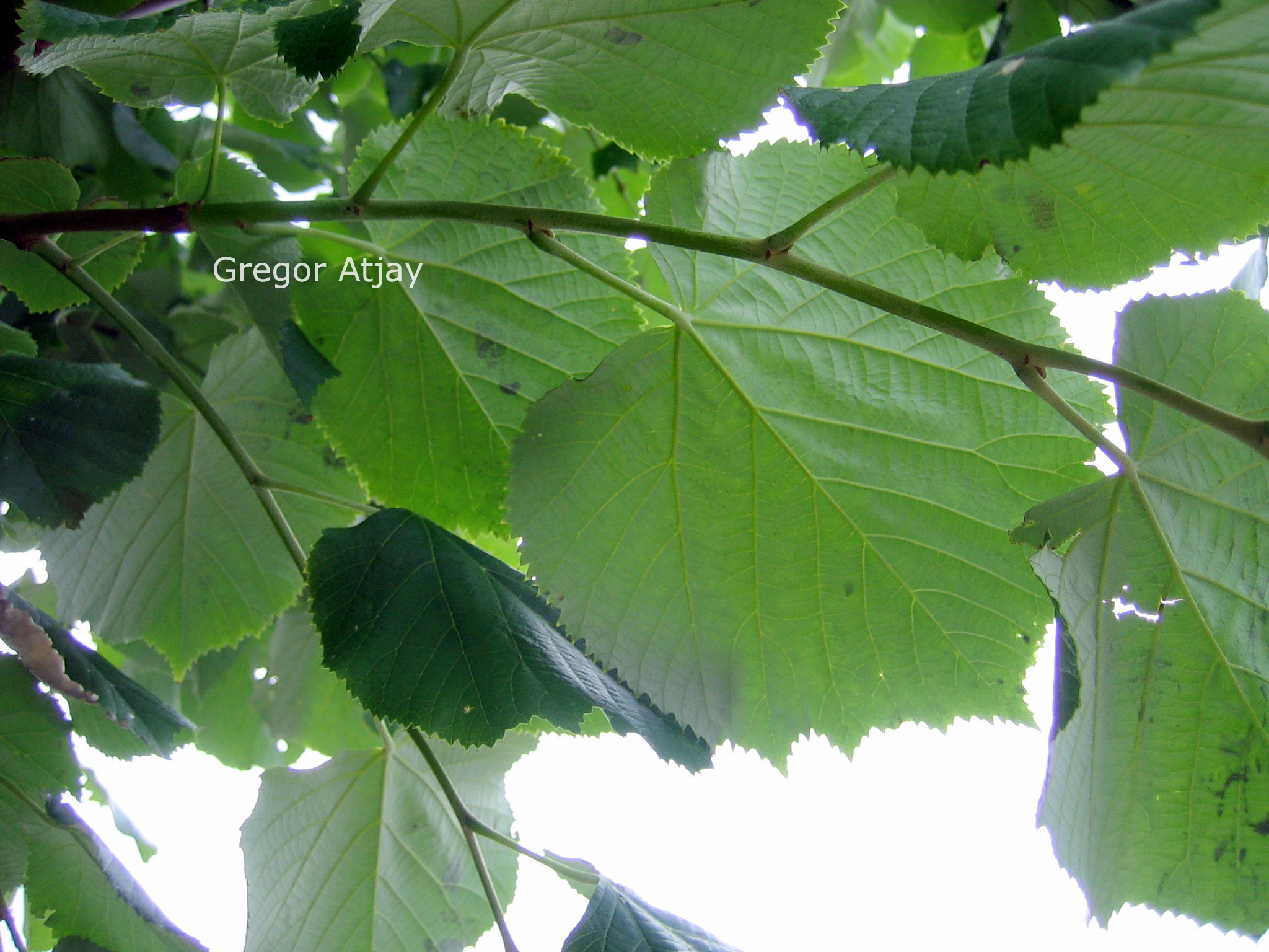 Tilia tomentosa 'Brabant'