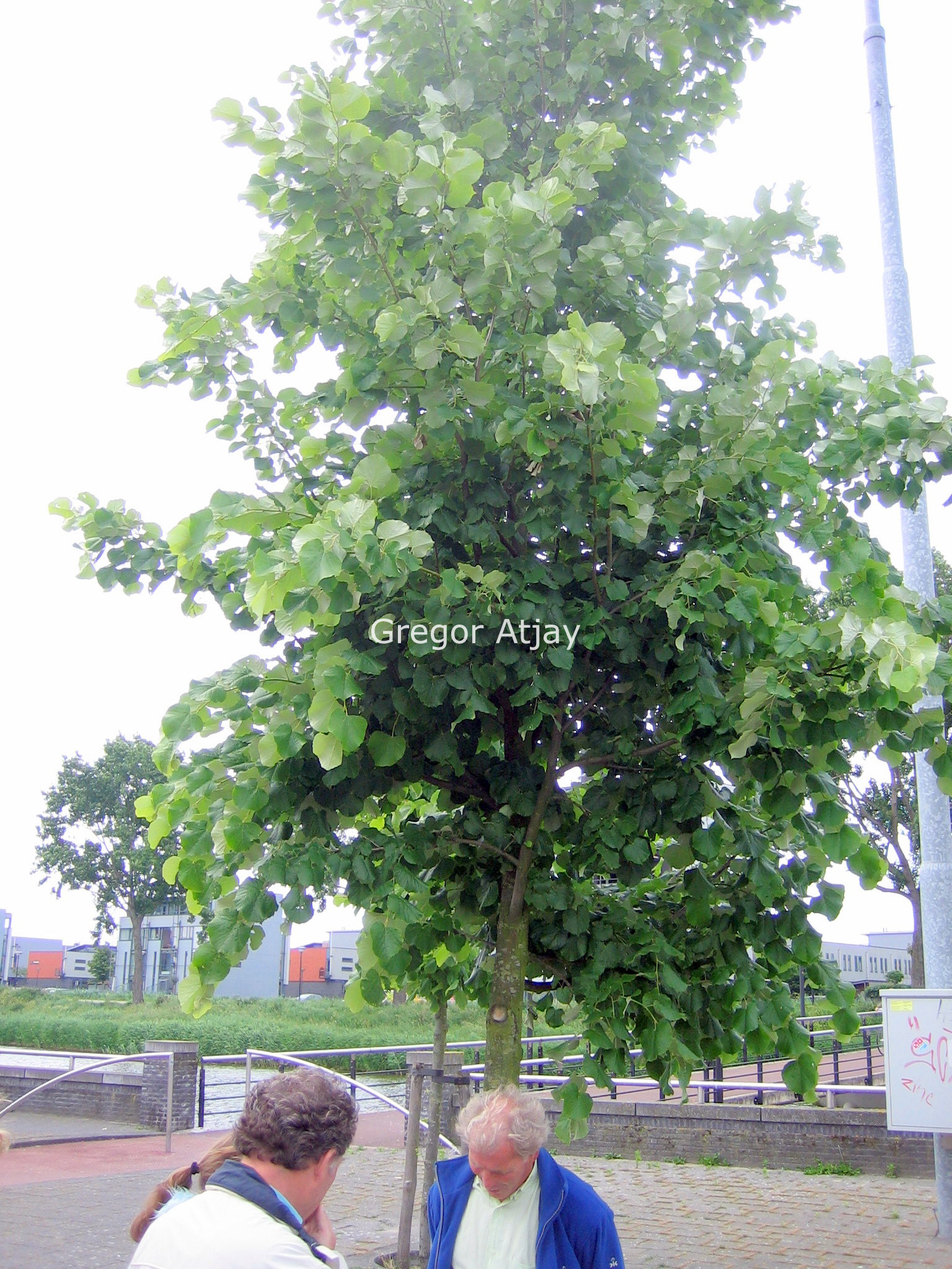 Tilia tomentosa 'Brabant'