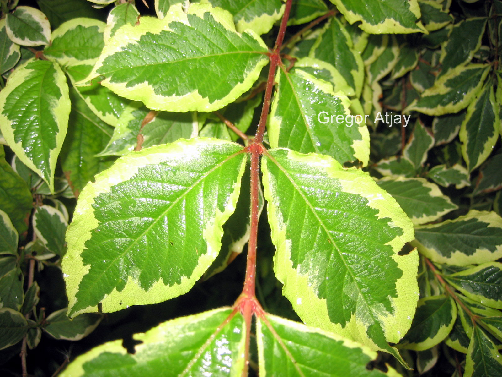 Weigela florida 'Variegata'