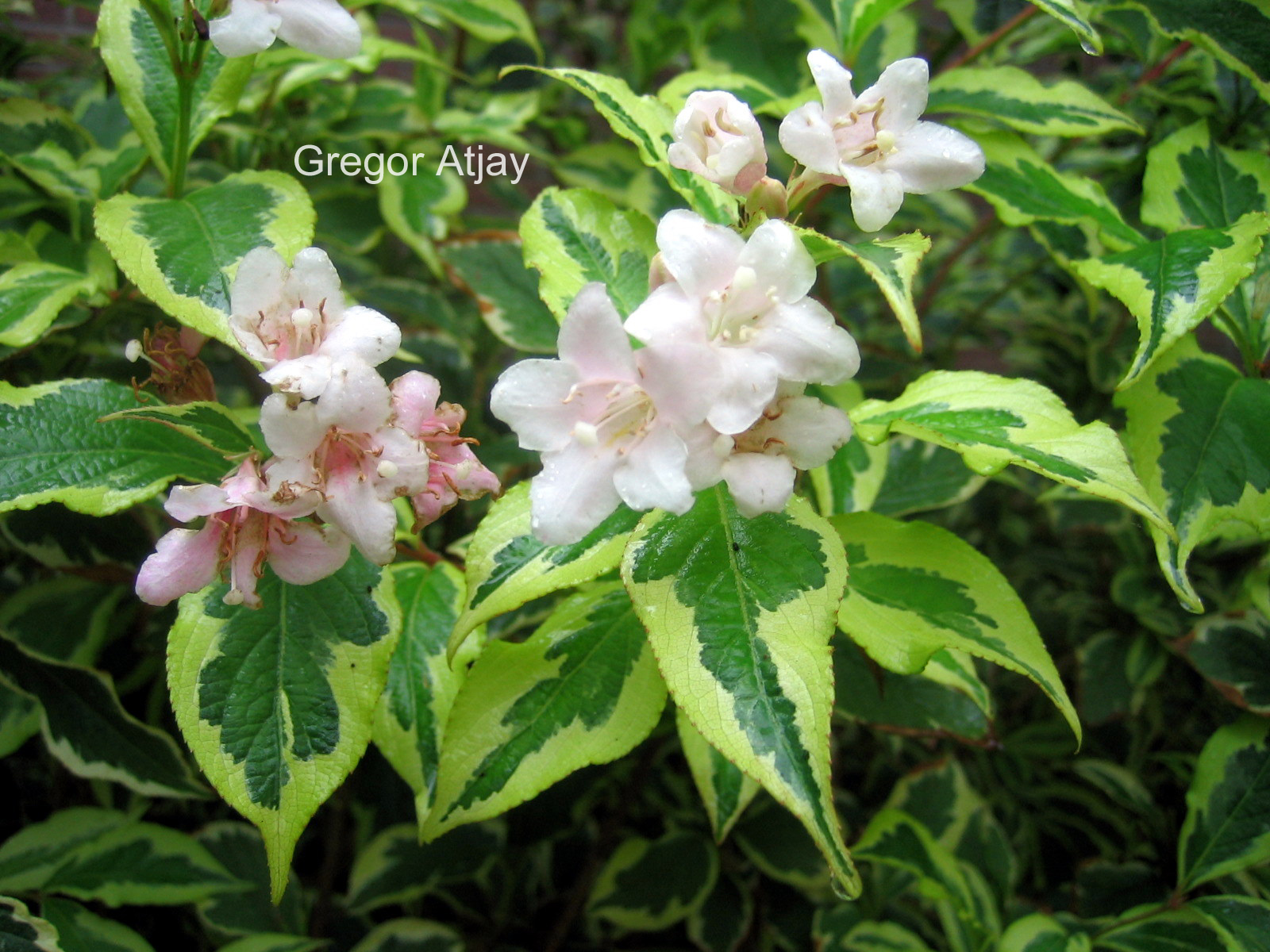 Weigela florida 'Variegata'