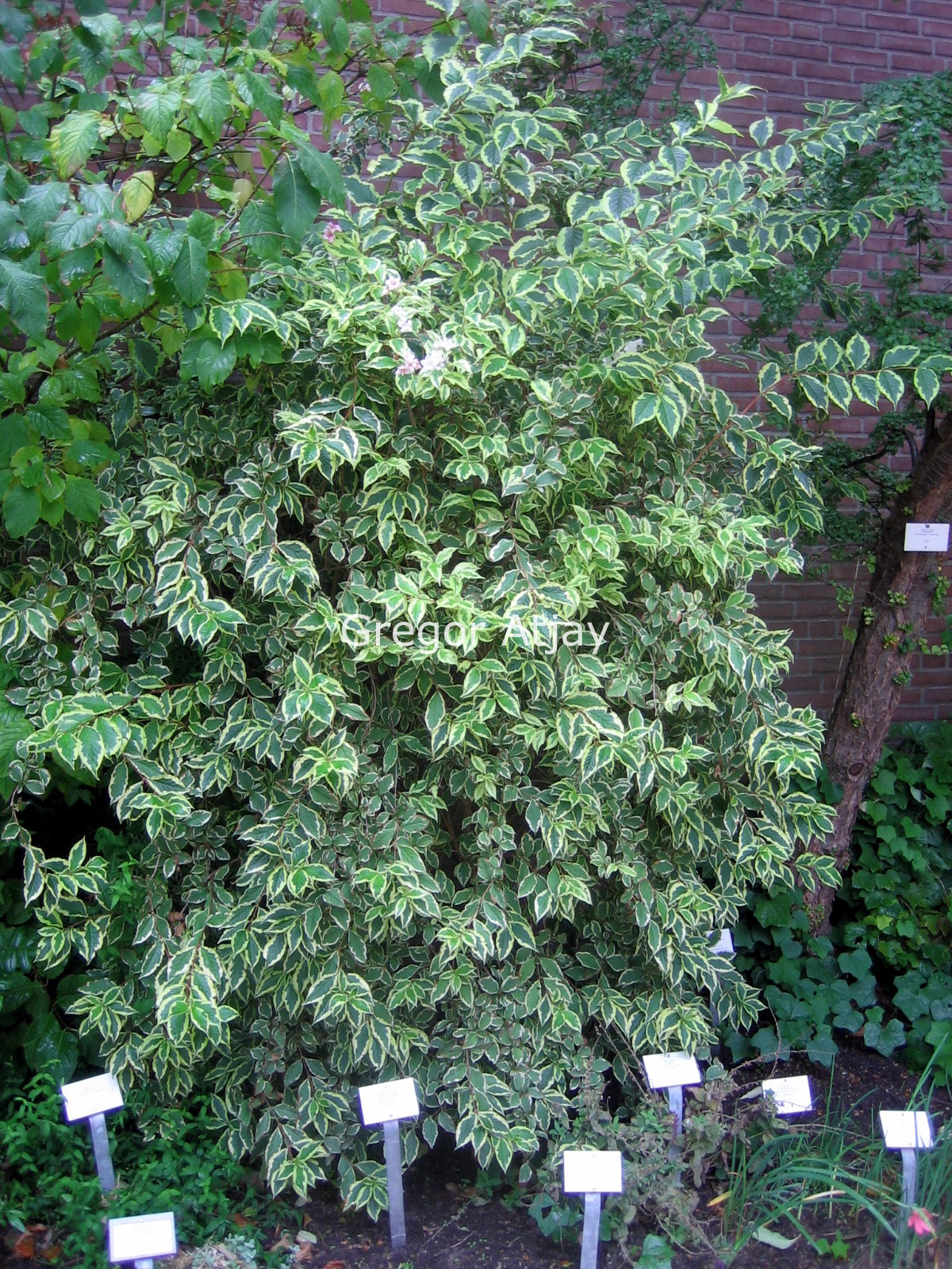 Weigela florida 'Variegata'