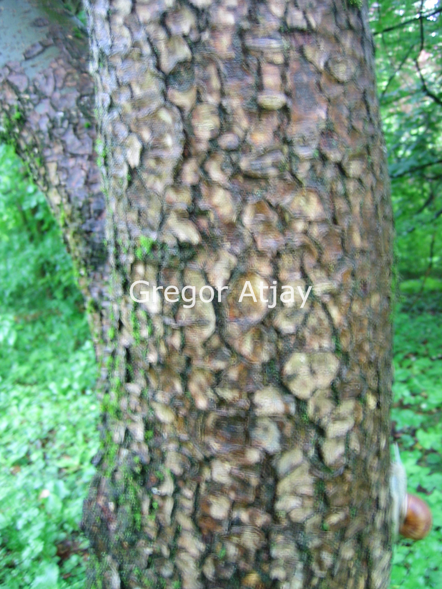 Zelkova schneideriana