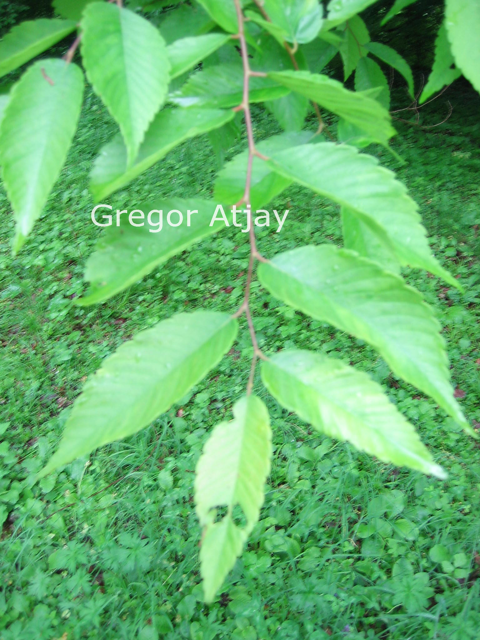 Zelkova schneideriana