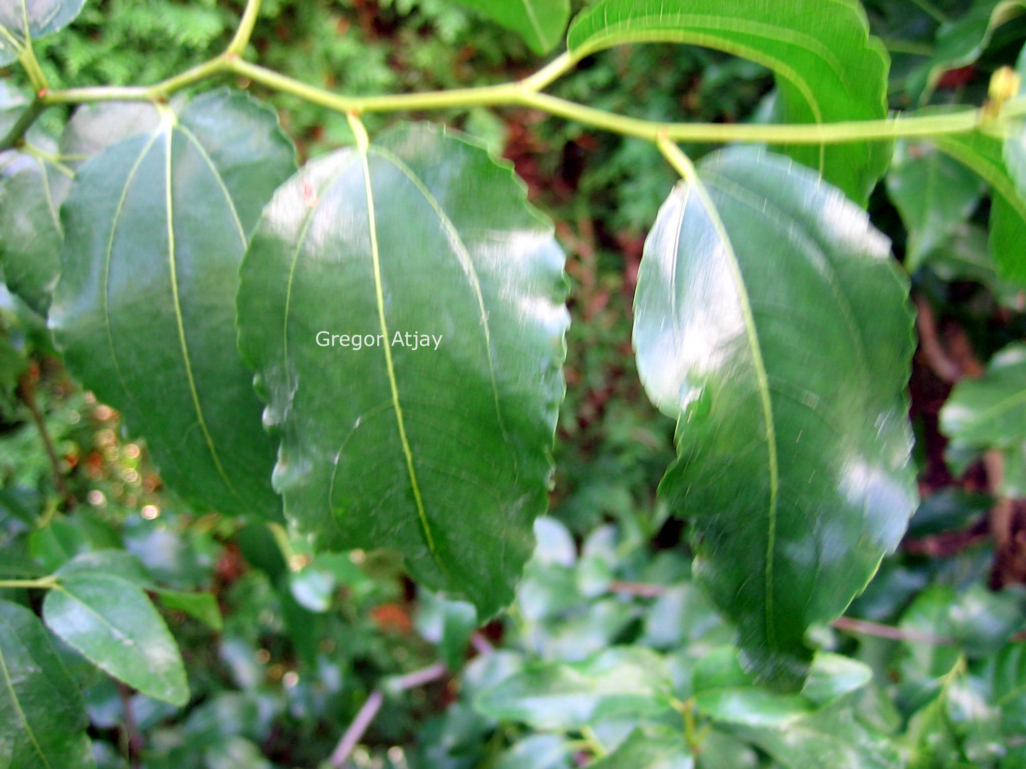 Ziziphus jujuba