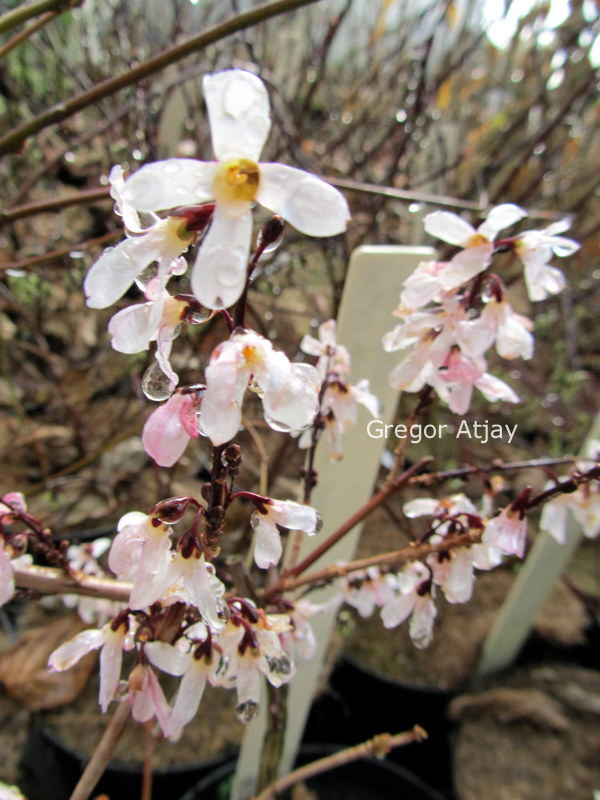 Abeliophyllum distichum 'Roseum'