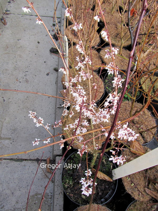 Abeliophyllum distichum 'Roseum'