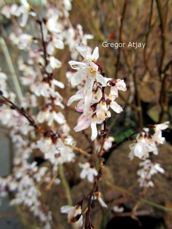 Abeliophyllum distichum 'Roseum'