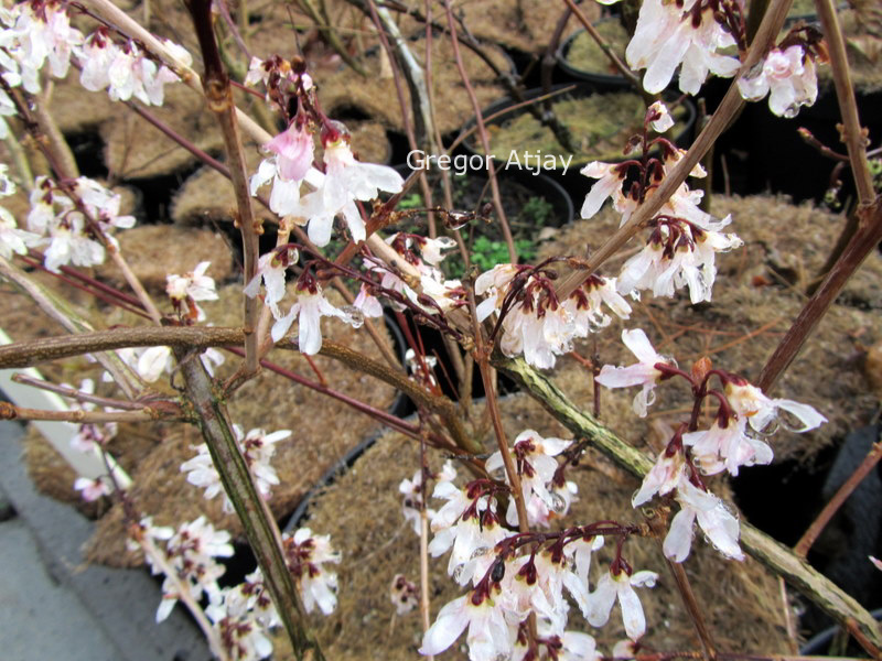 Abeliophyllum distichum 'Roseum'