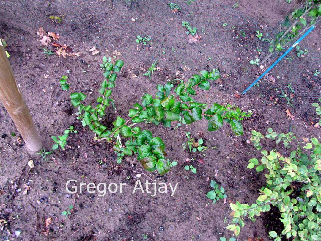 Abeliophyllum distichum 'Roseum'