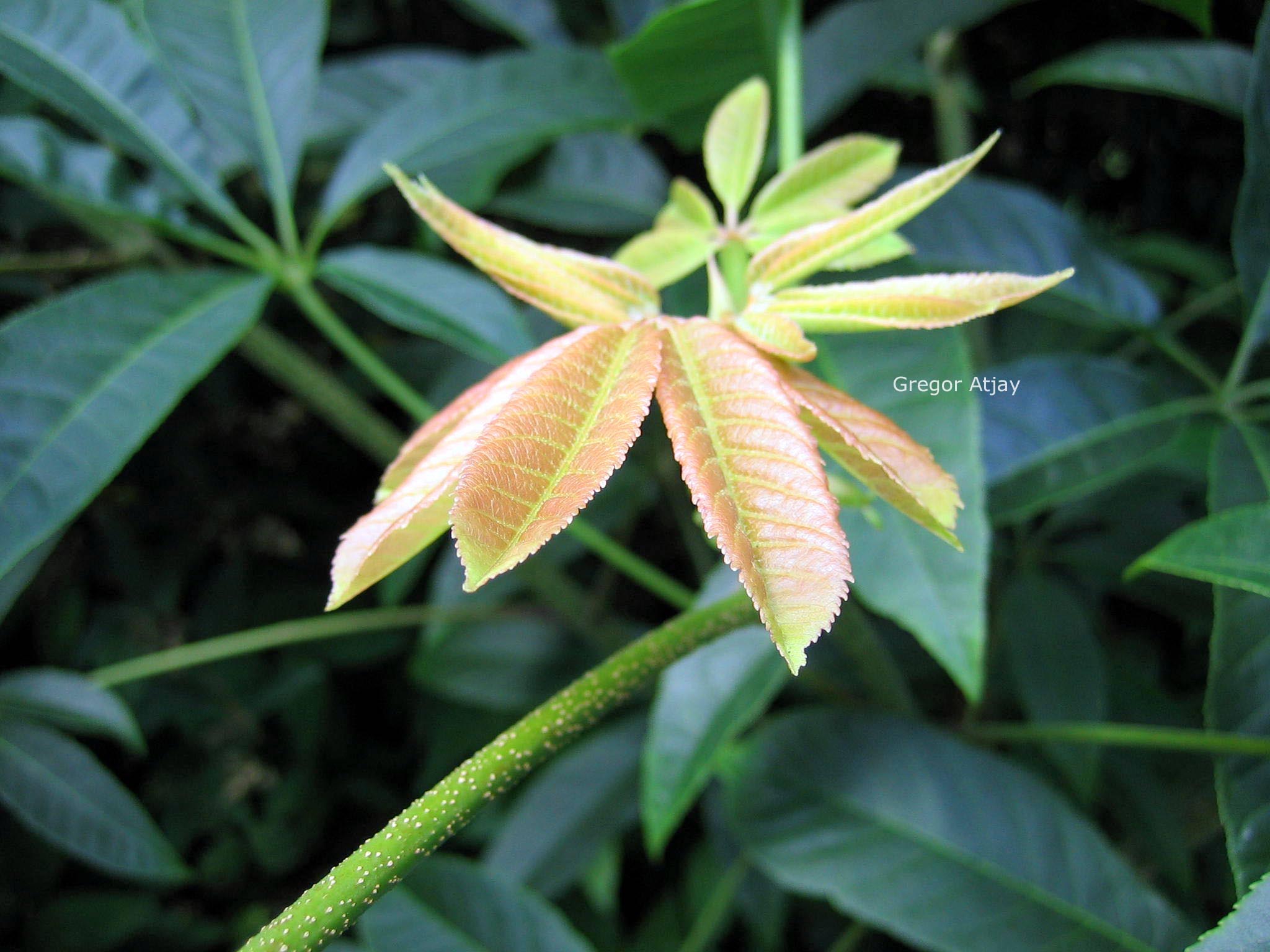 Aesculus chinensis