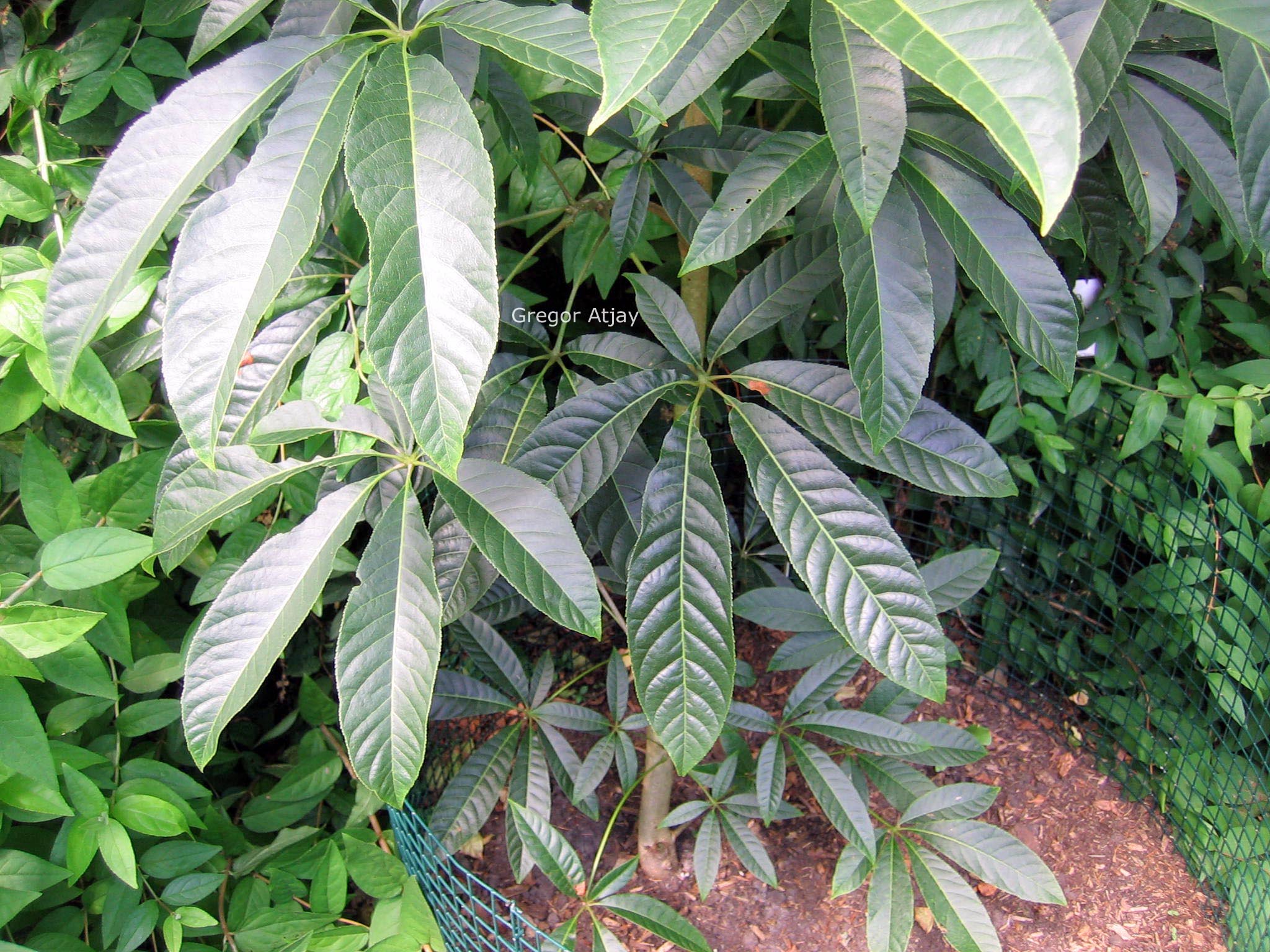 Aesculus chinensis