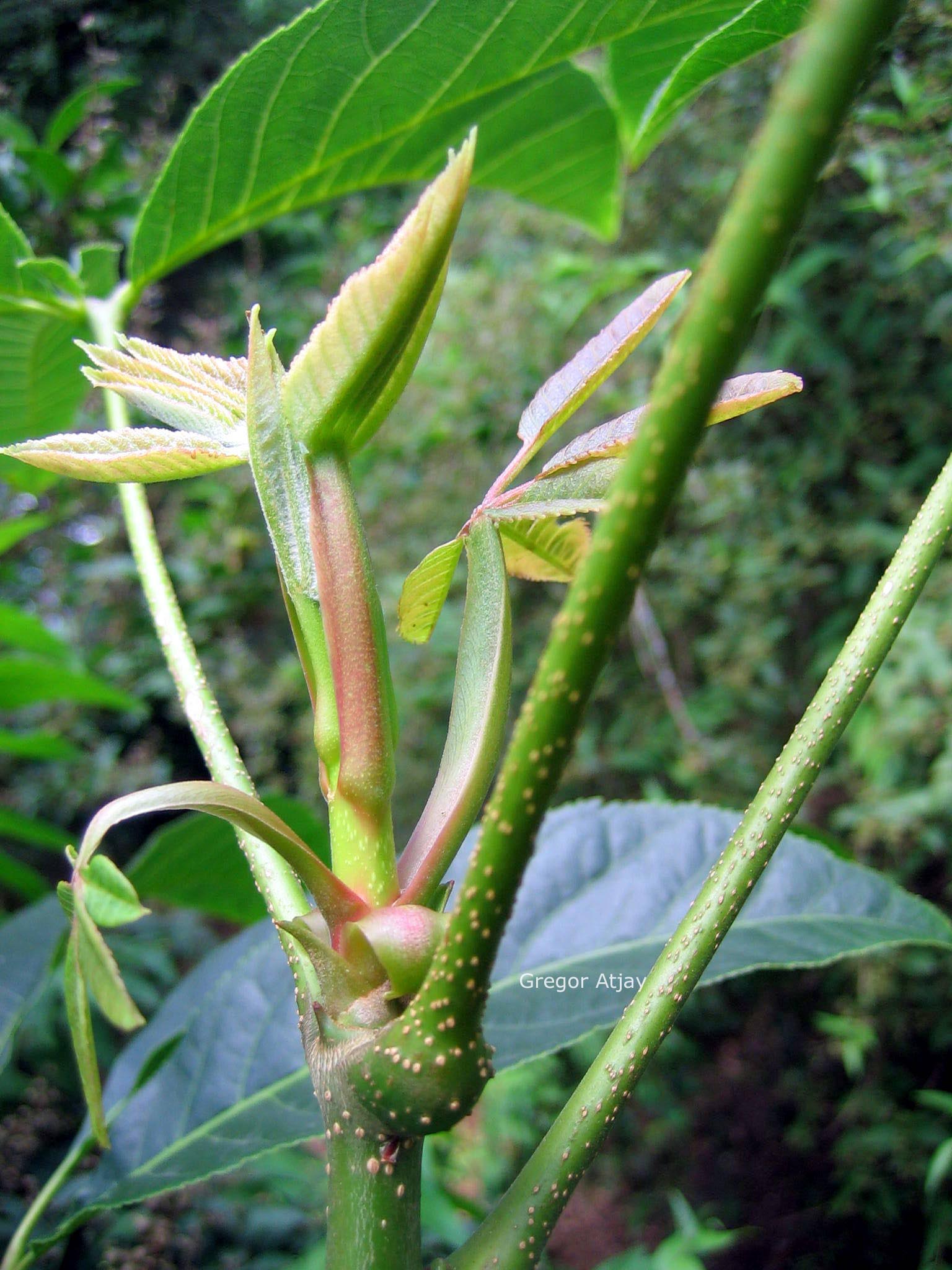 Aesculus chinensis