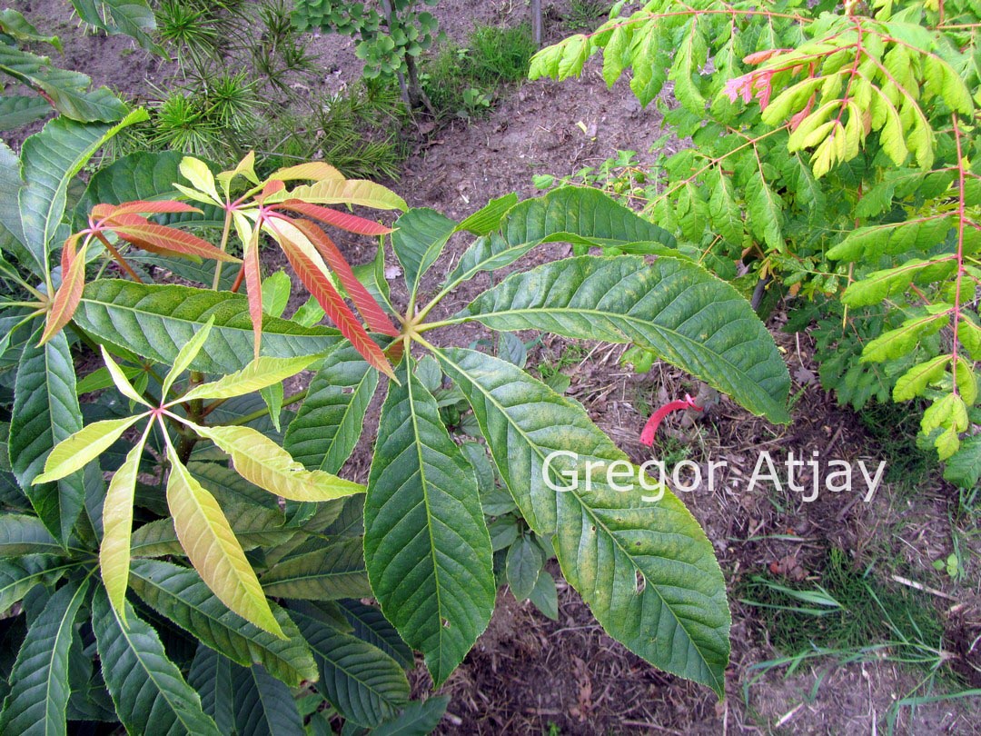 Aesculus chinensis