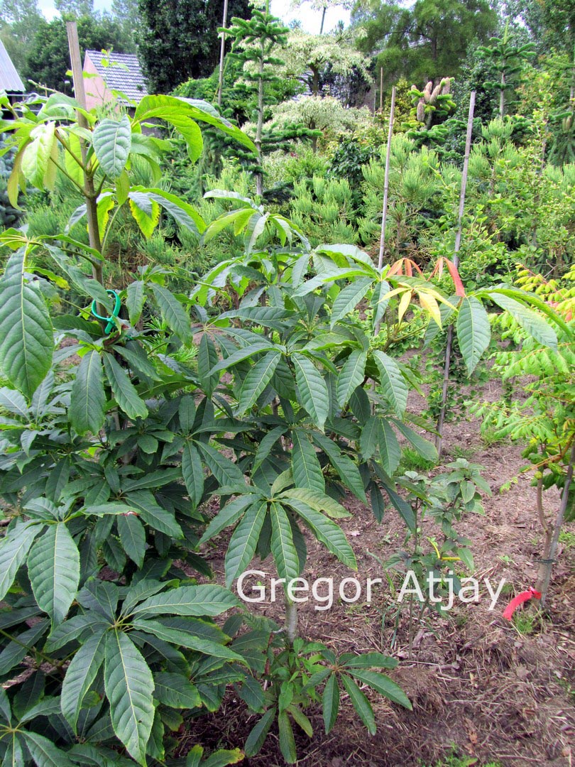 Aesculus chinensis