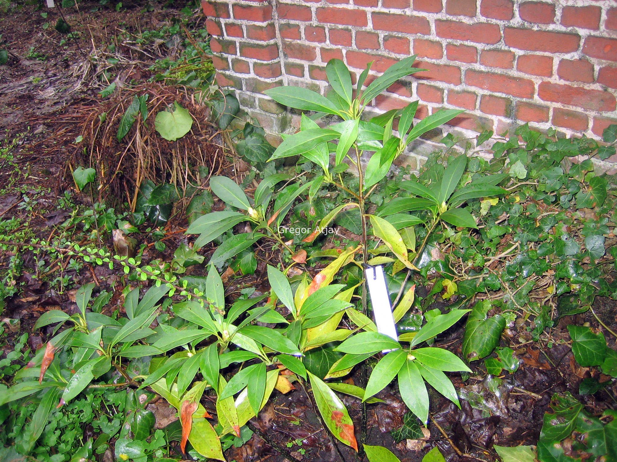 Illicium floridanum 'Halley's Comet'