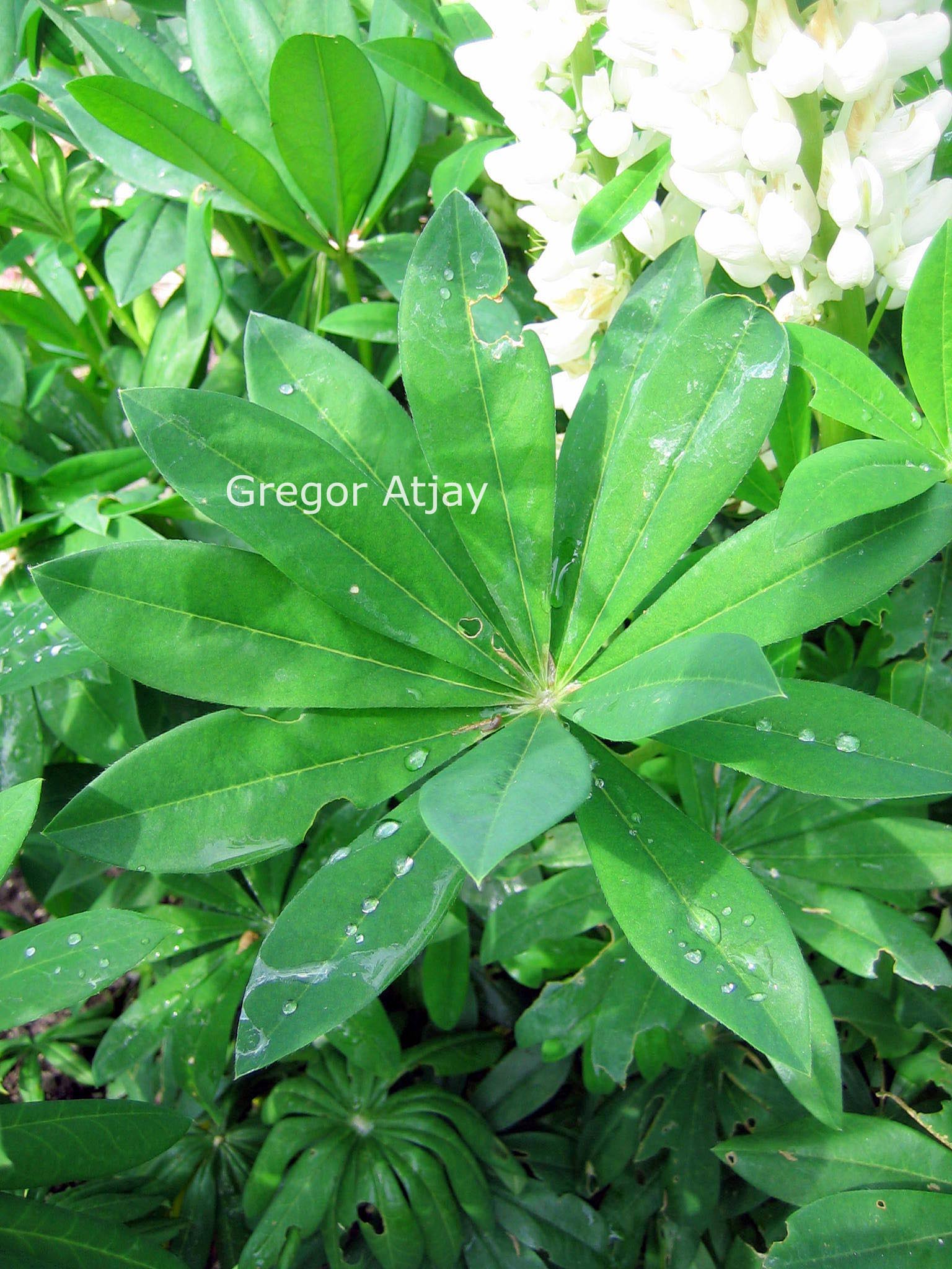 Lupinus 'Noble Maiden'