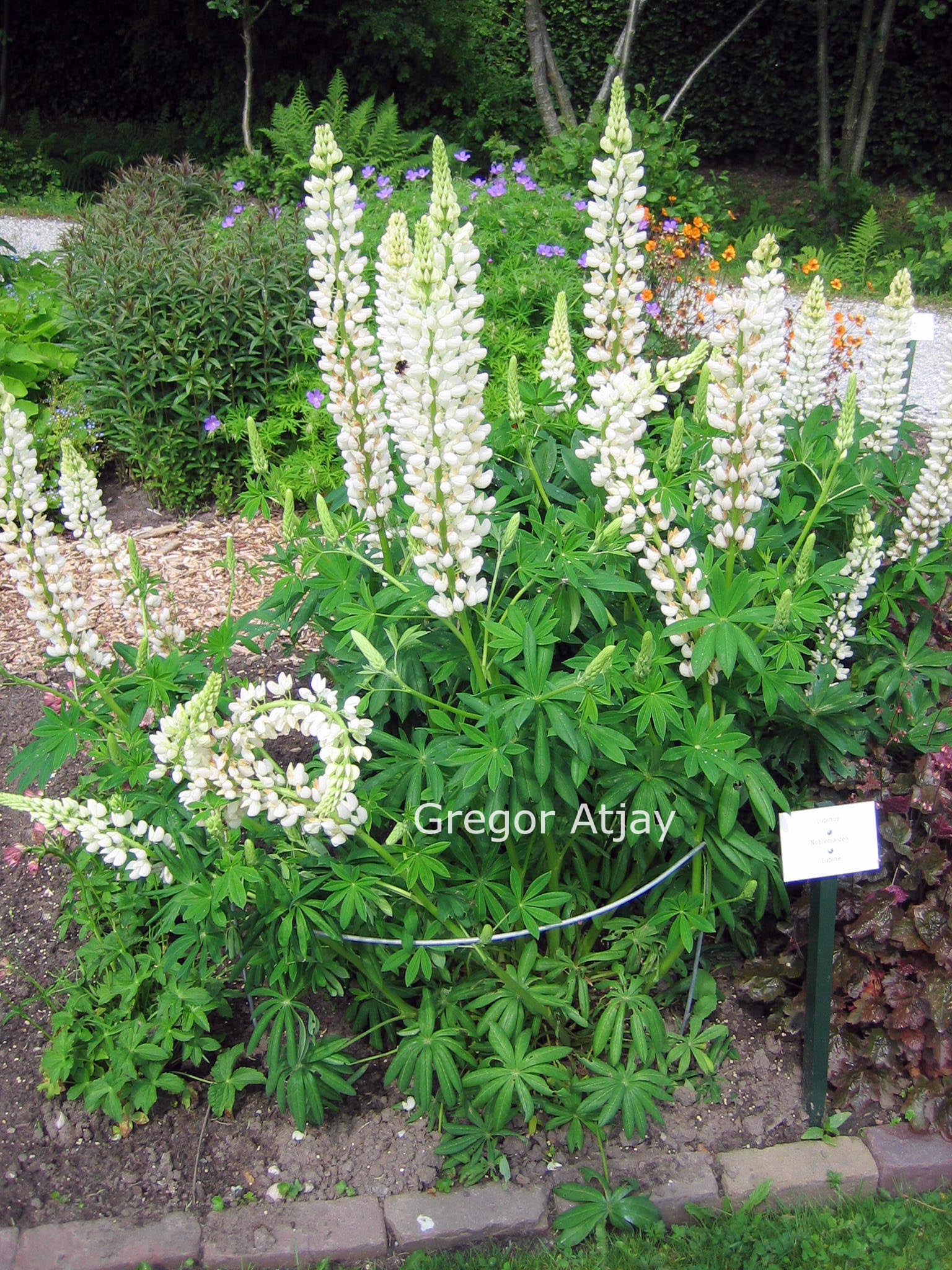 Lupinus 'Noble Maiden'