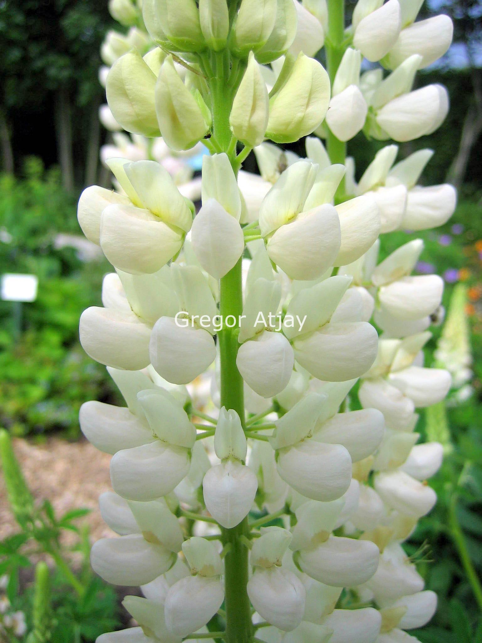 Lupinus 'Noble Maiden'