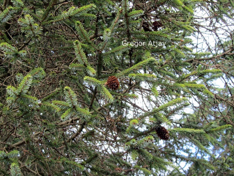 Picea likiangensis