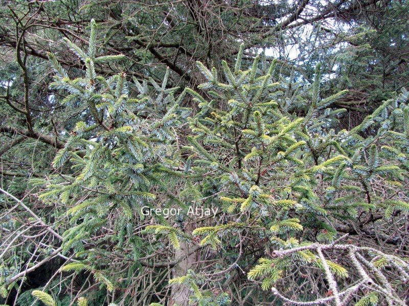 Picea likiangensis