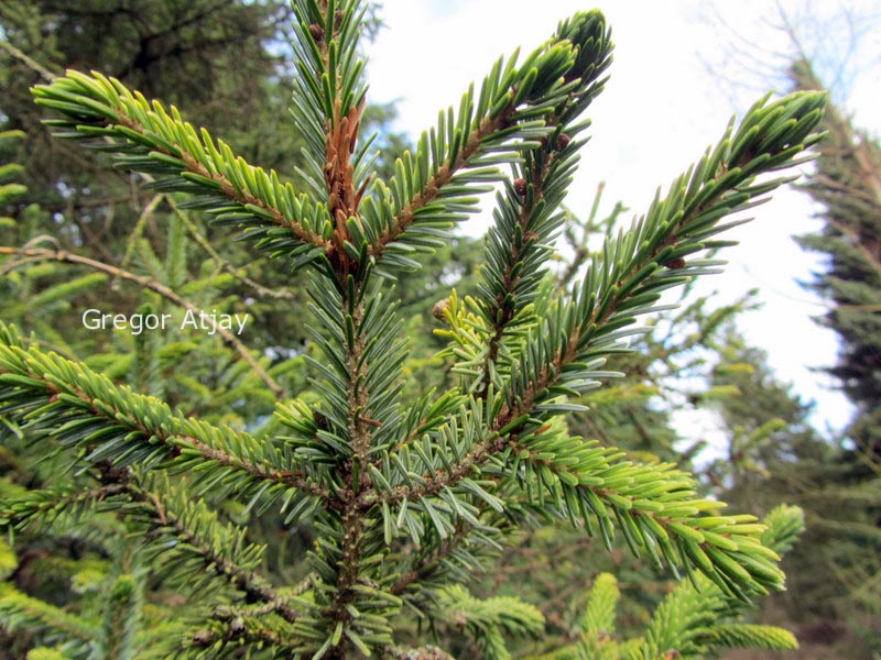 Picea likiangensis