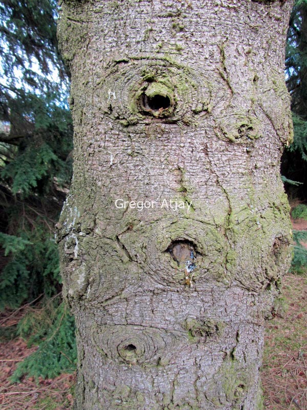 Picea likiangensis