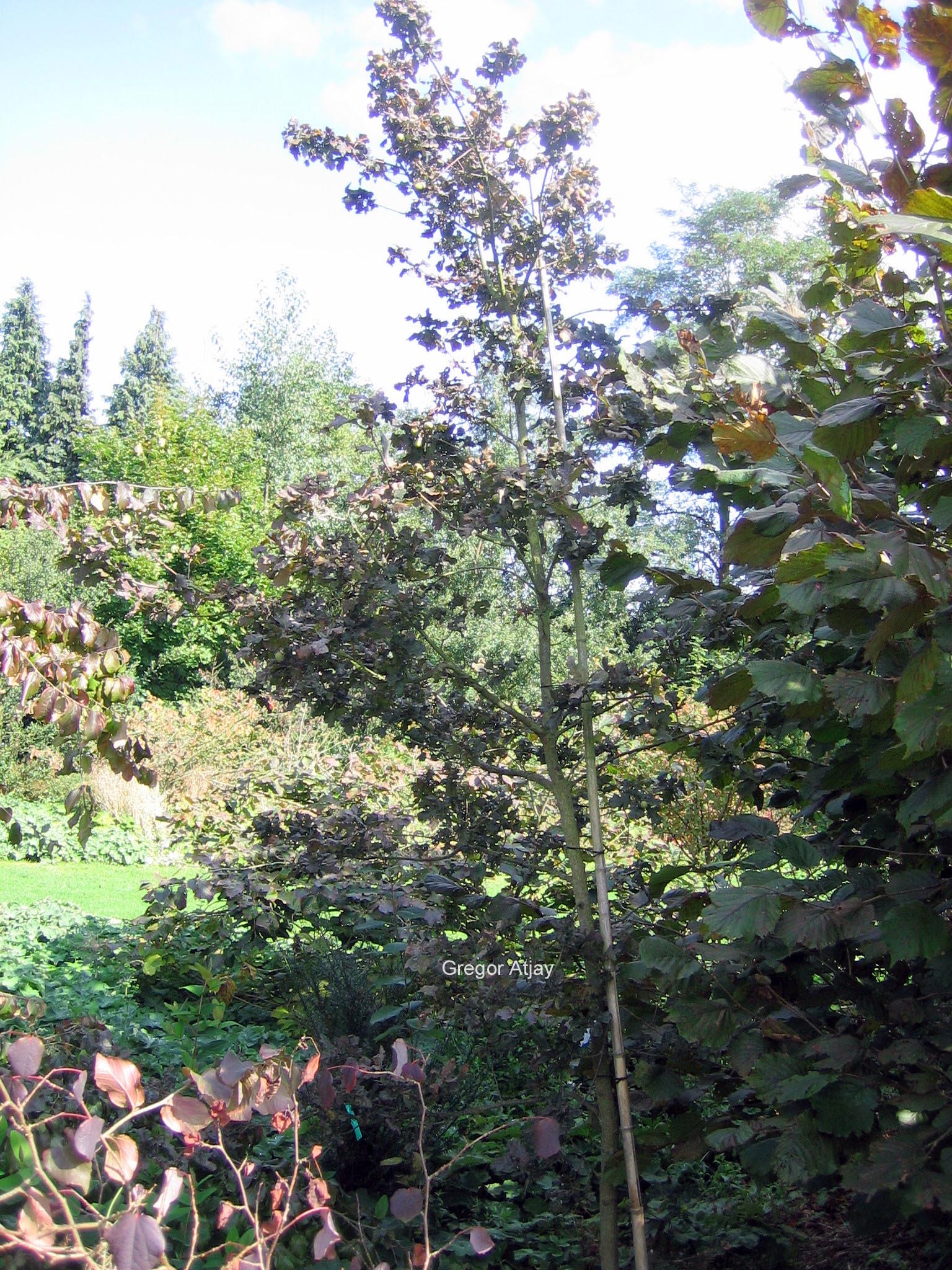 Quercus robur 'Atropurpurea'