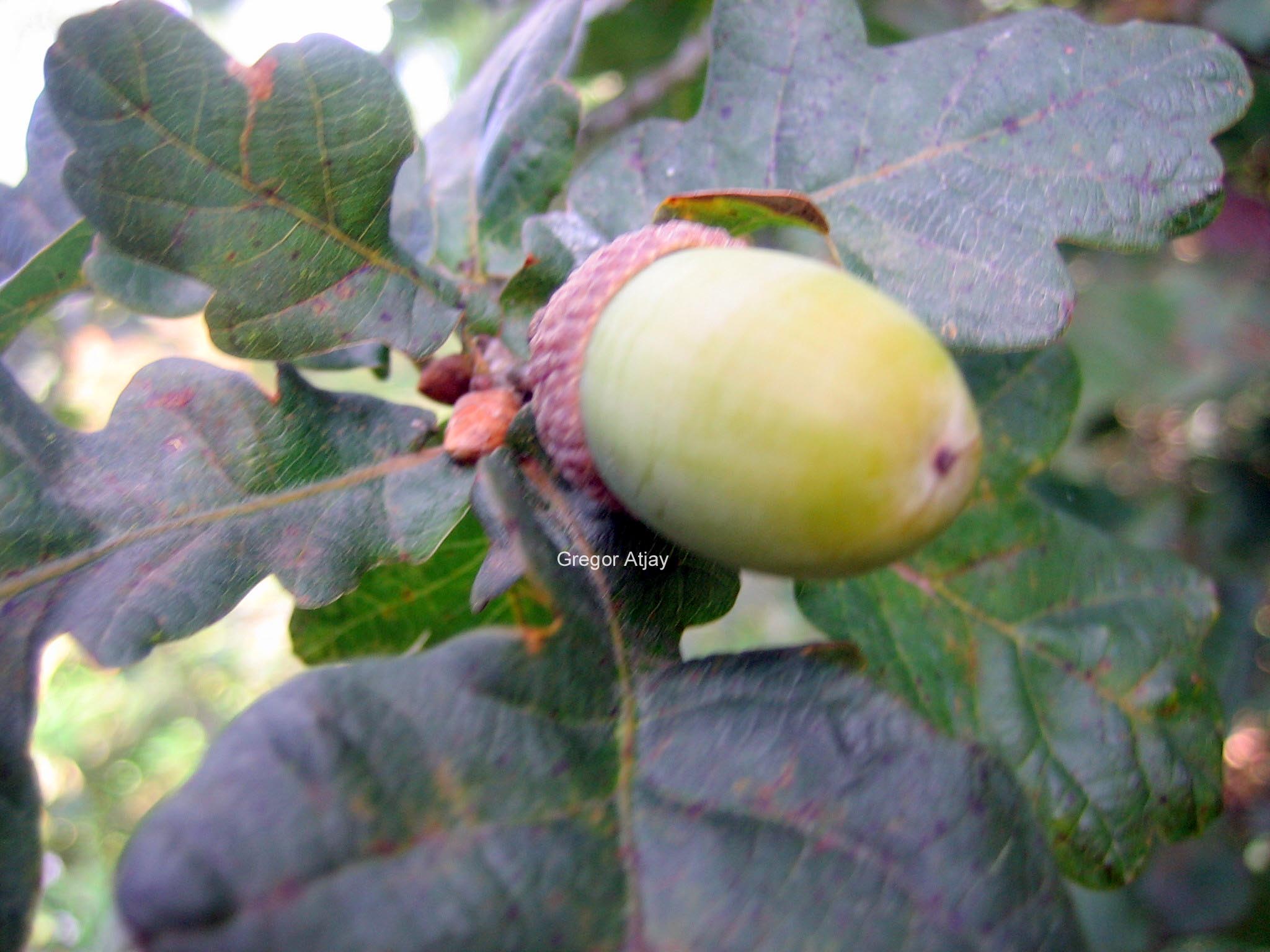 Quercus robur 'Atropurpurea'