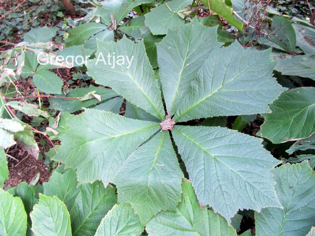 Rodgersia podophylla 'Smaragd'