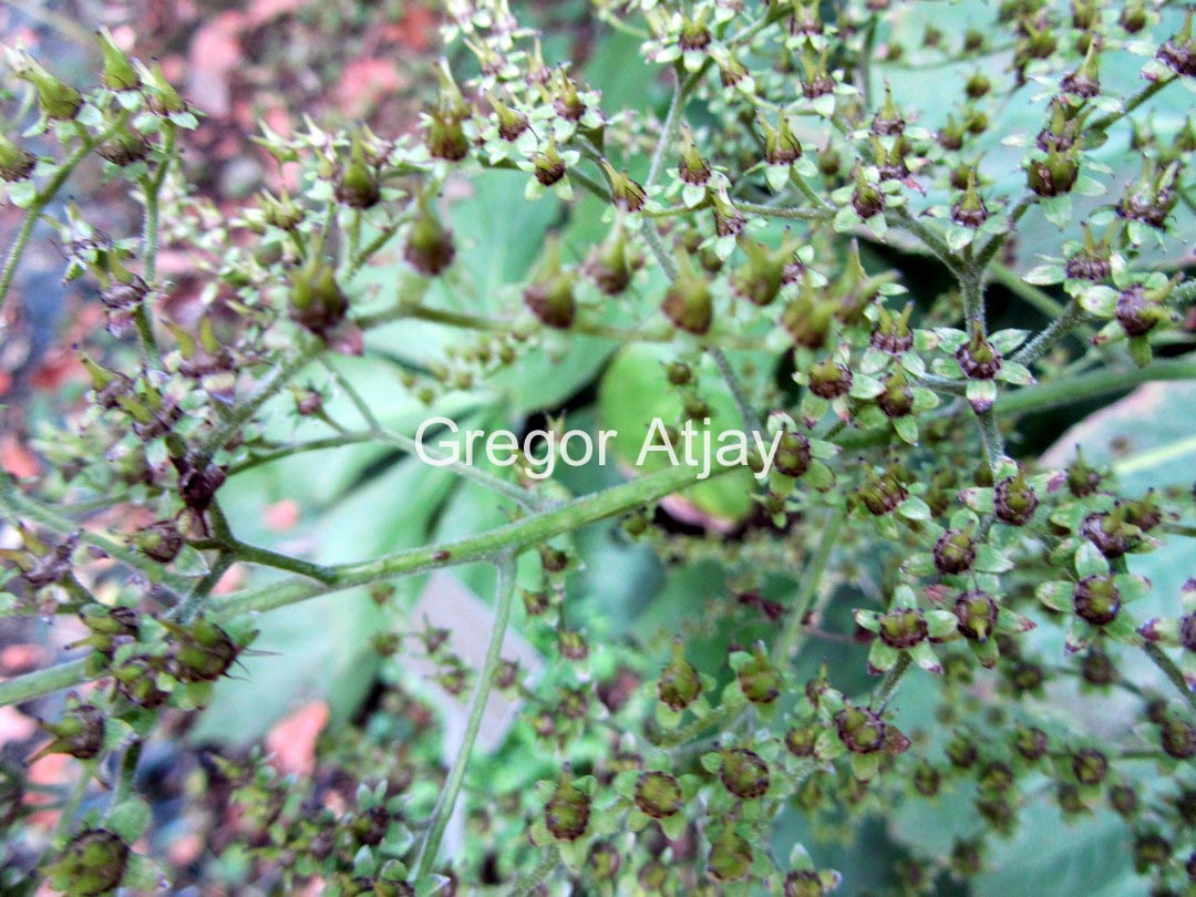 Rodgersia podophylla 'Smaragd'