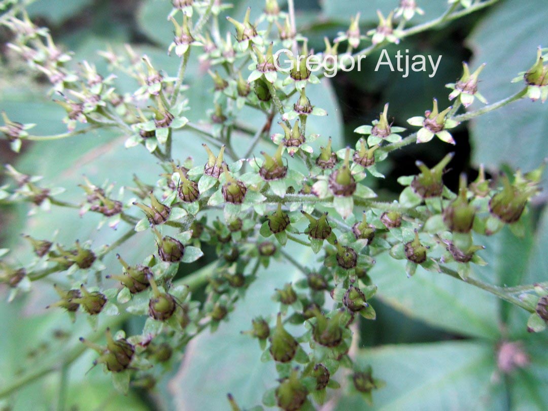 Rodgersia podophylla 'Smaragd'