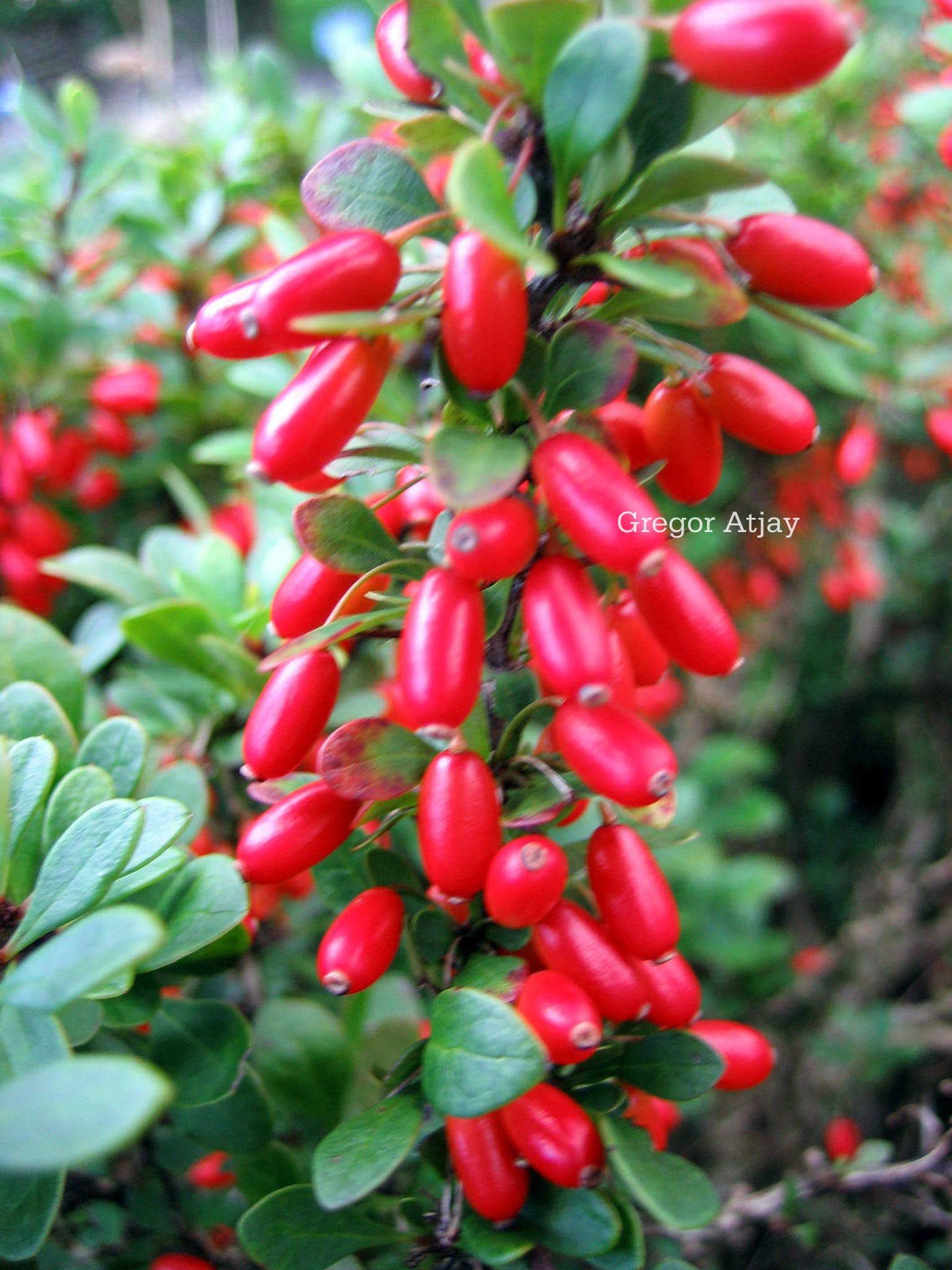 Berberis buxifolia