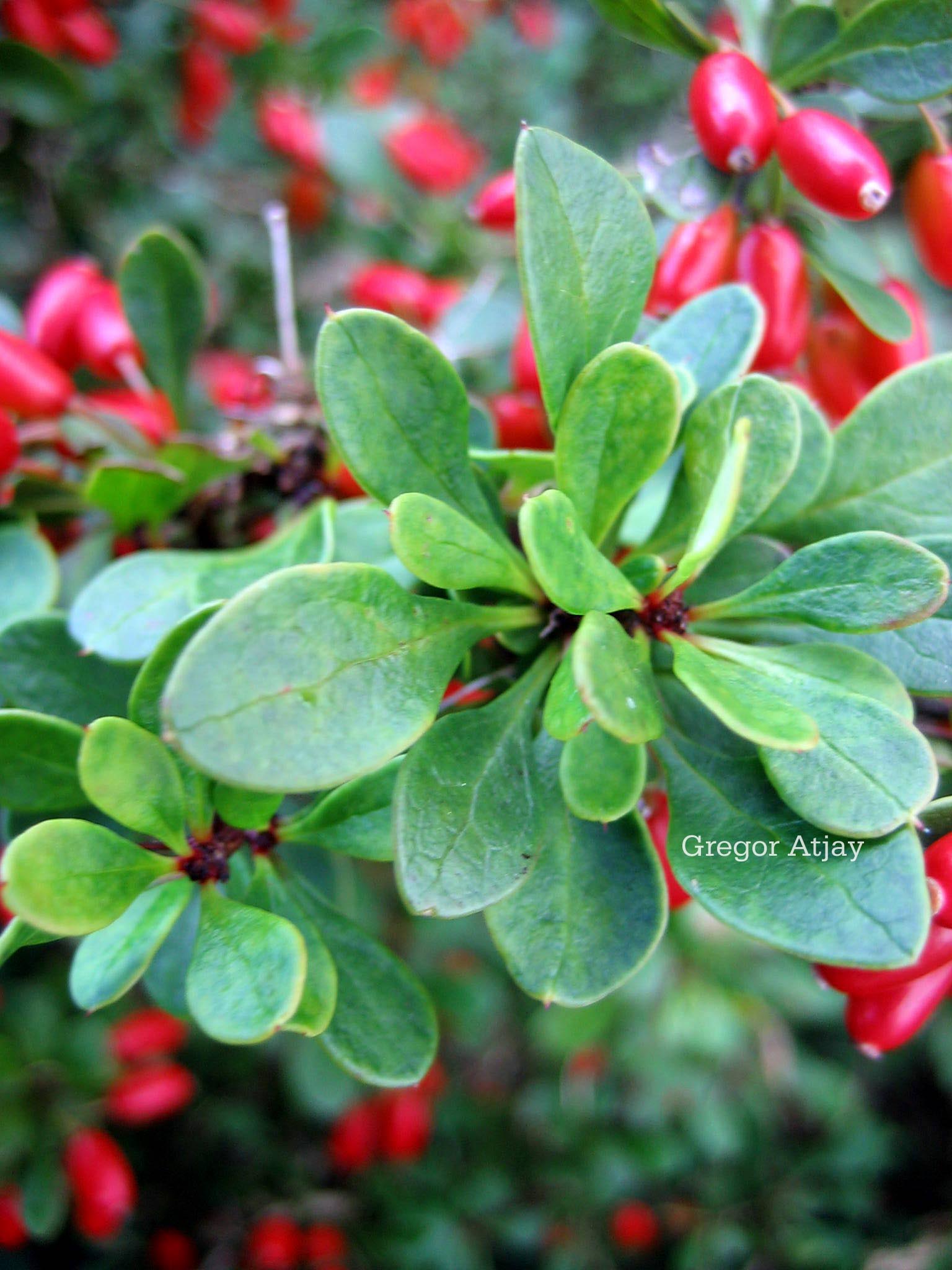 Berberis buxifolia