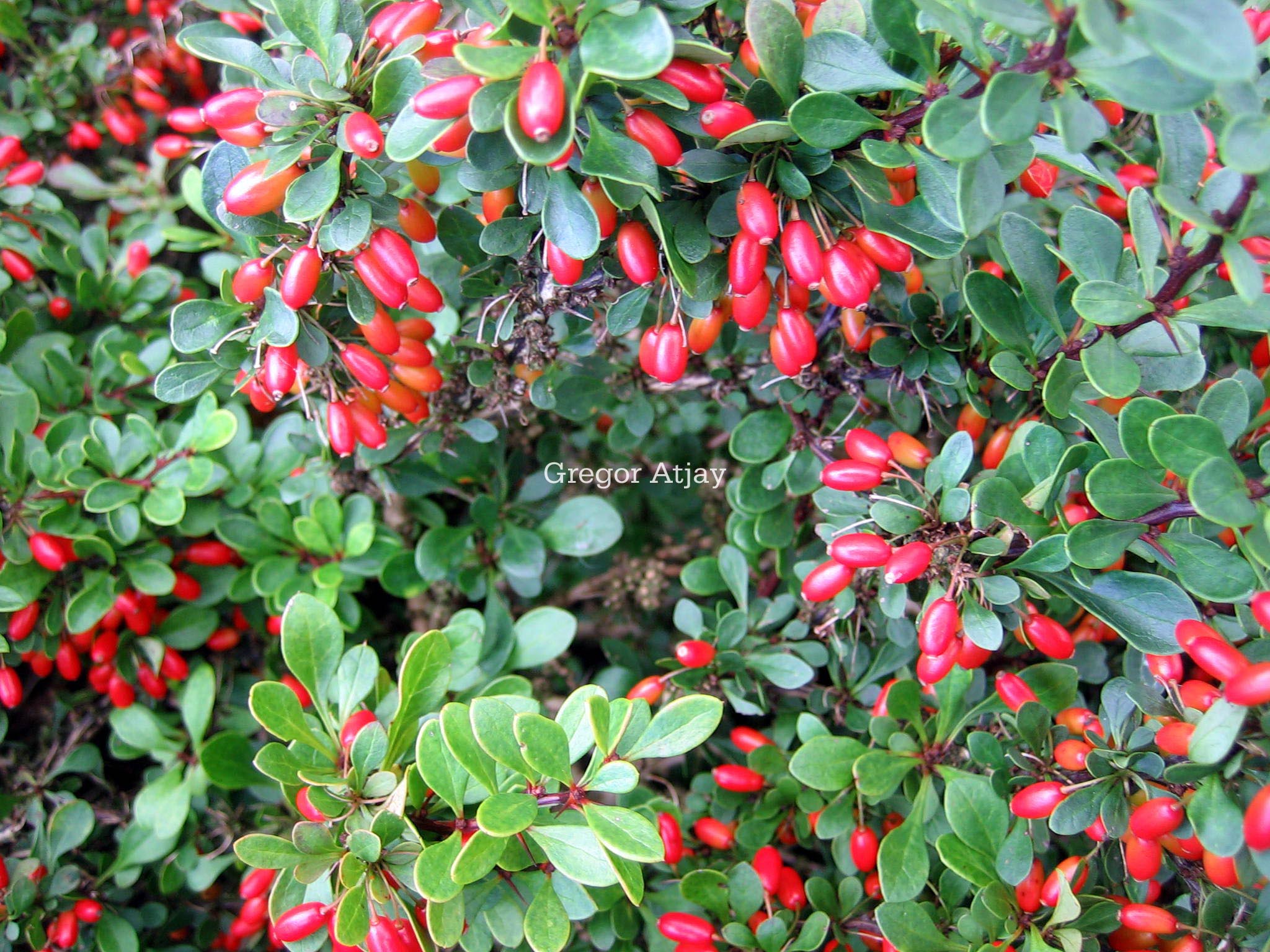 Berberis buxifolia