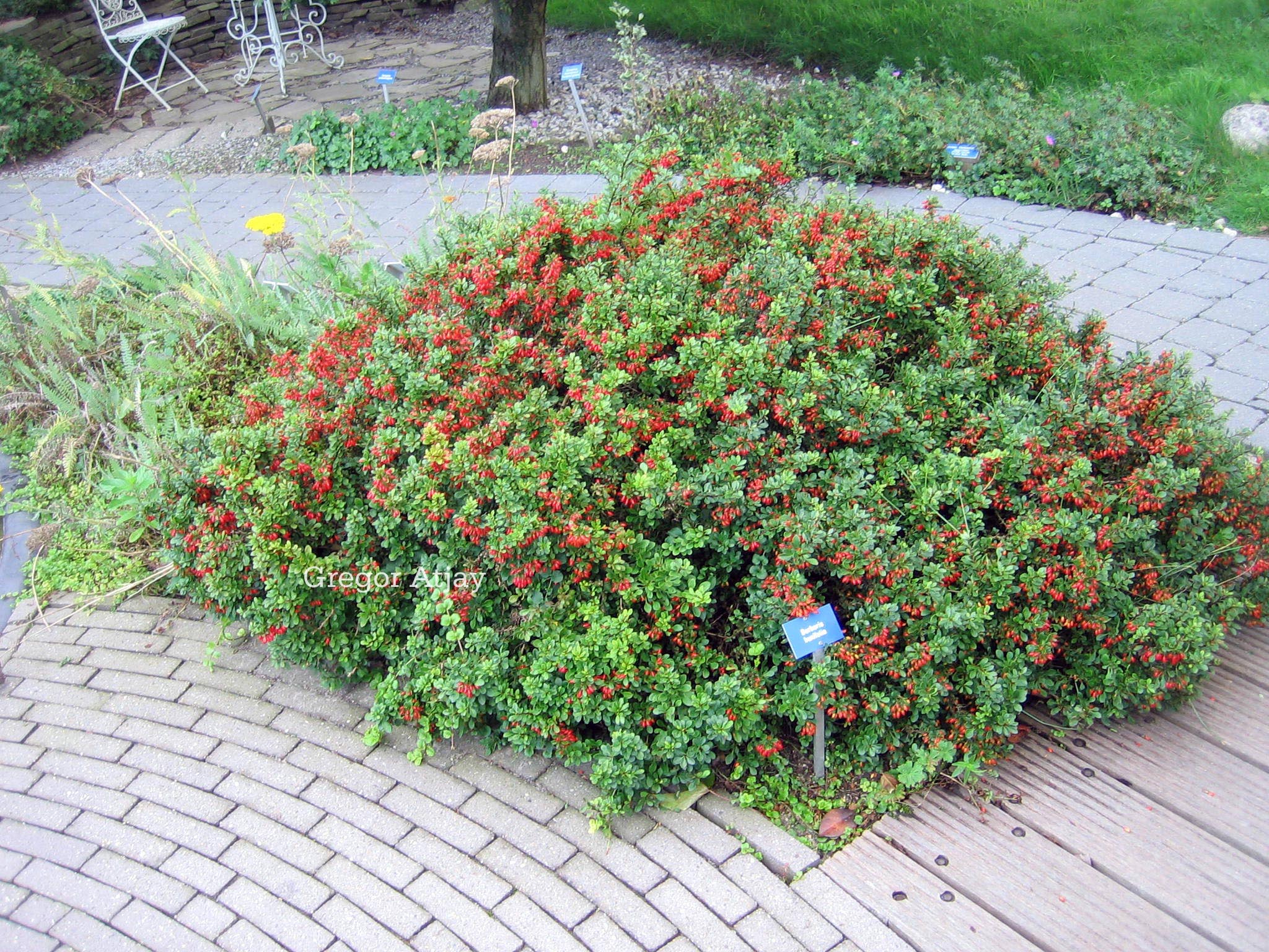 Berberis buxifolia