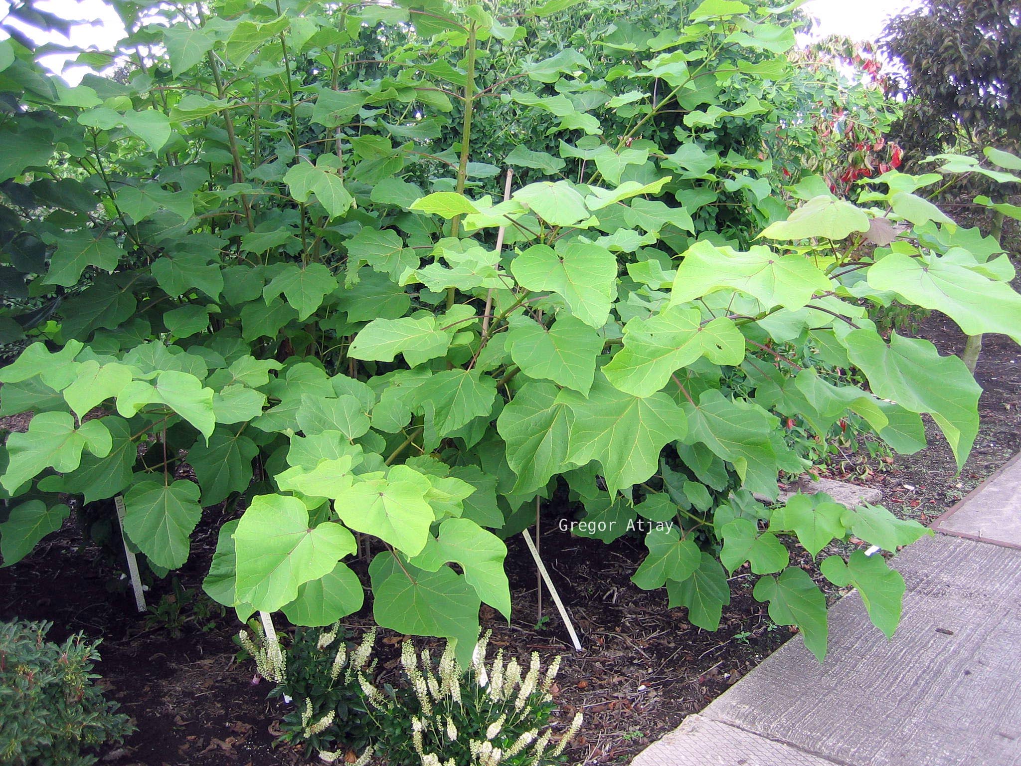 Catalpa ovata 'Slender Silhouette'