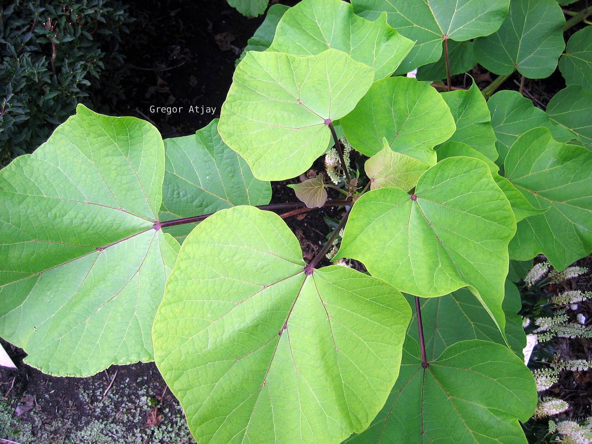 Catalpa ovata 'Slender Silhouette'