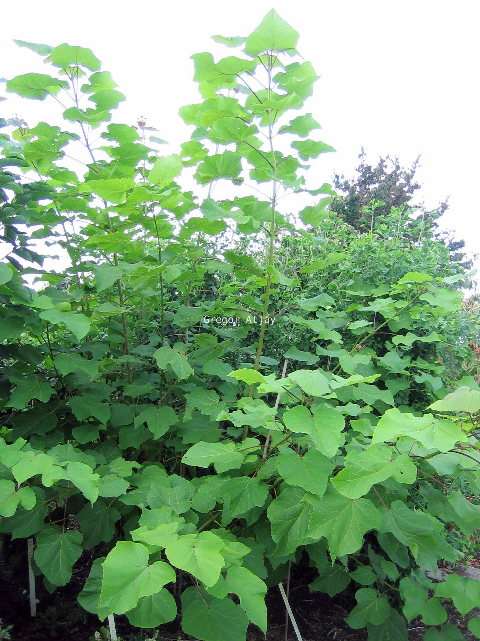 Catalpa ovata 'Slender Silhouette'