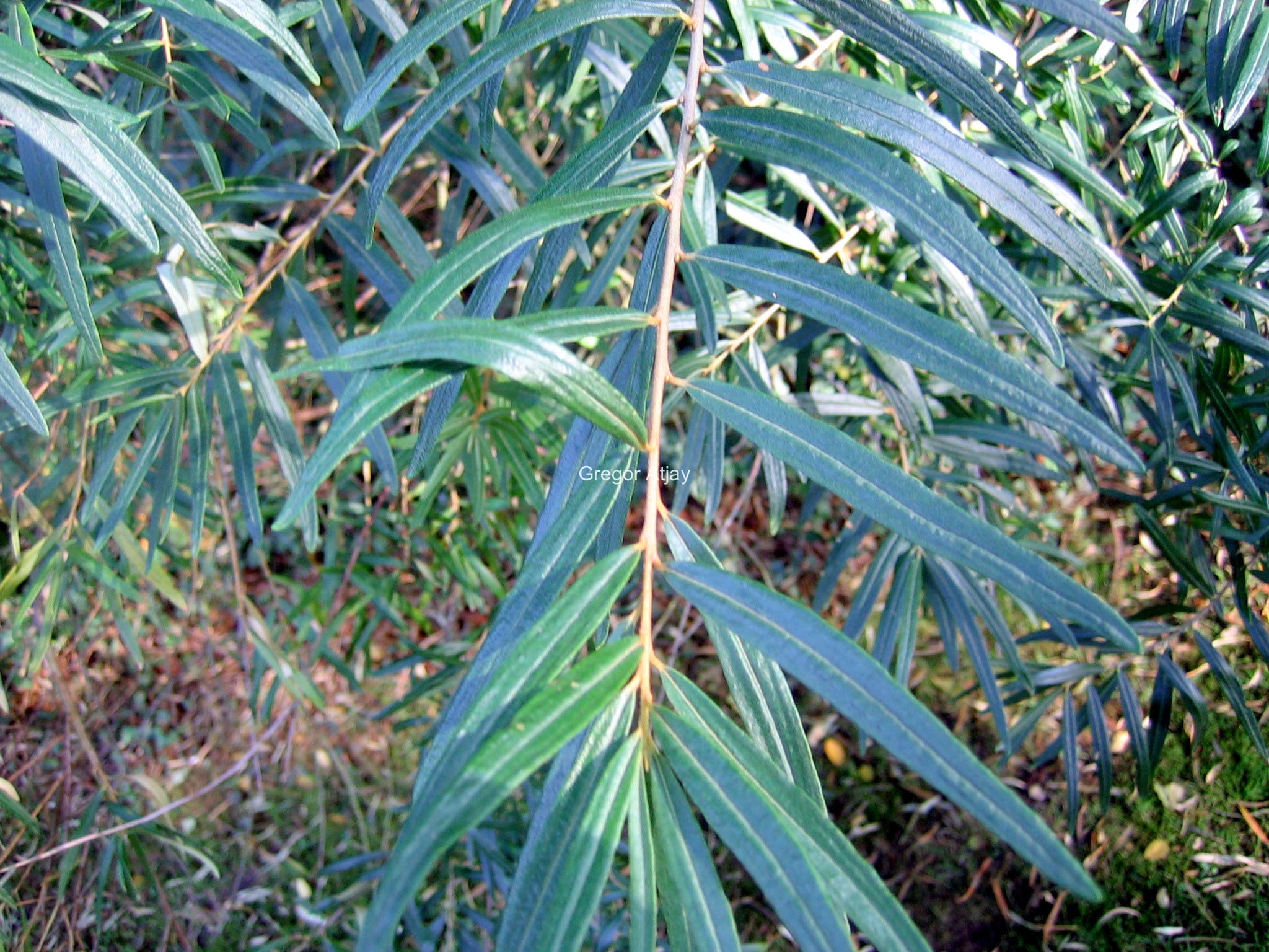 Hippophae salicifolia