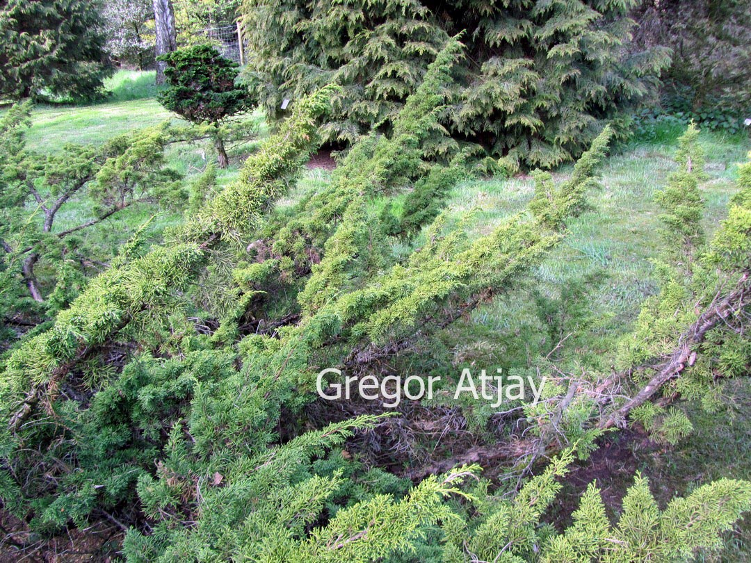 Juniperus chinensis 'Variegata'