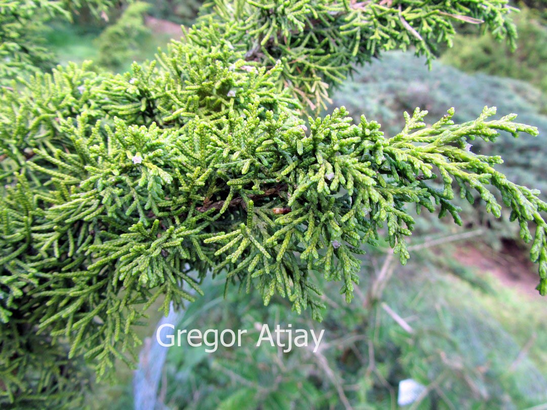 Juniperus chinensis 'Variegata'