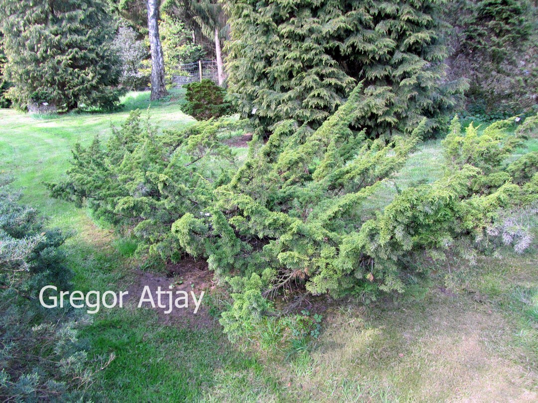 Juniperus chinensis 'Variegata'