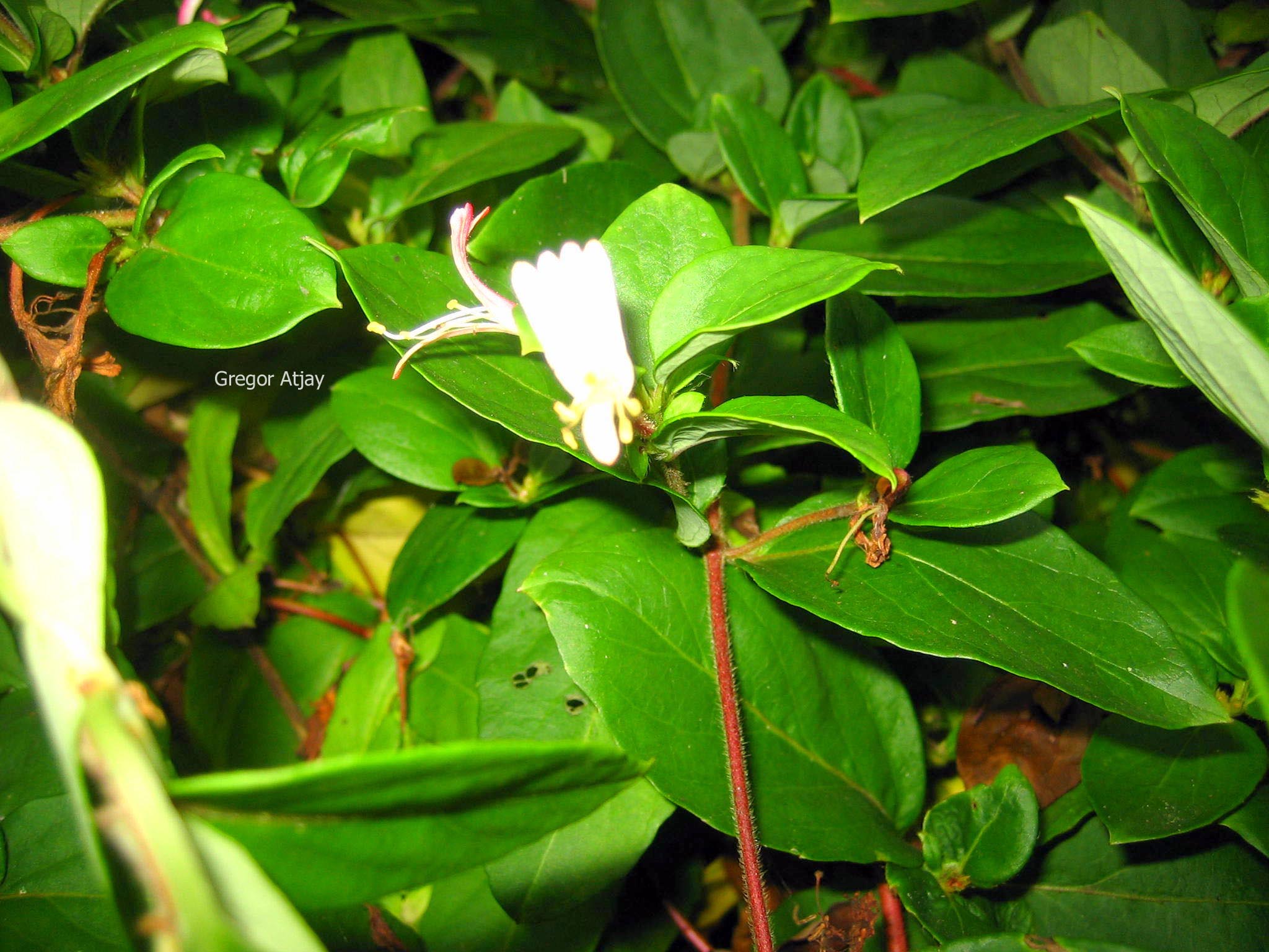 Lonicera japonica 'Red World'