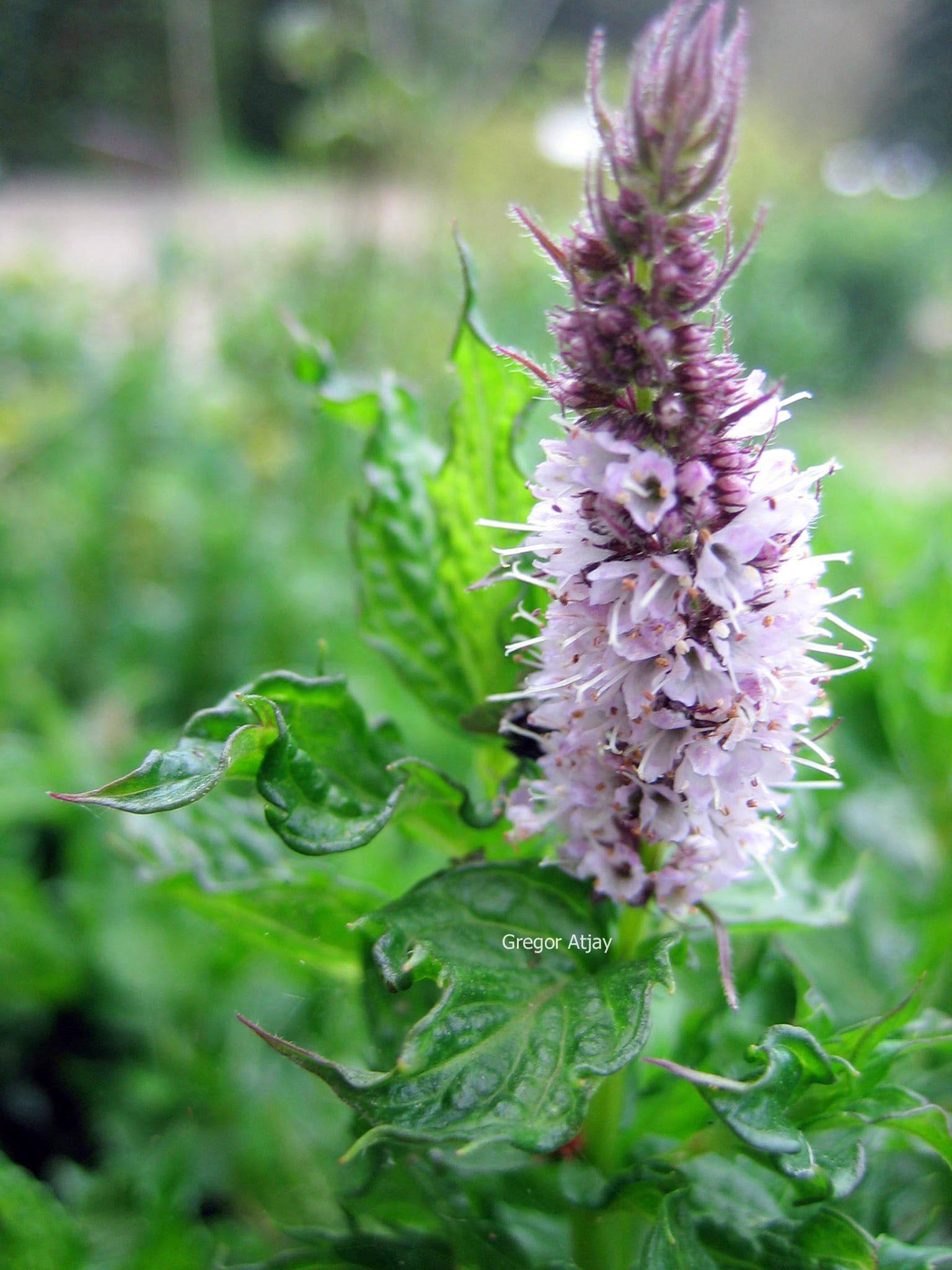 Mentha spicata