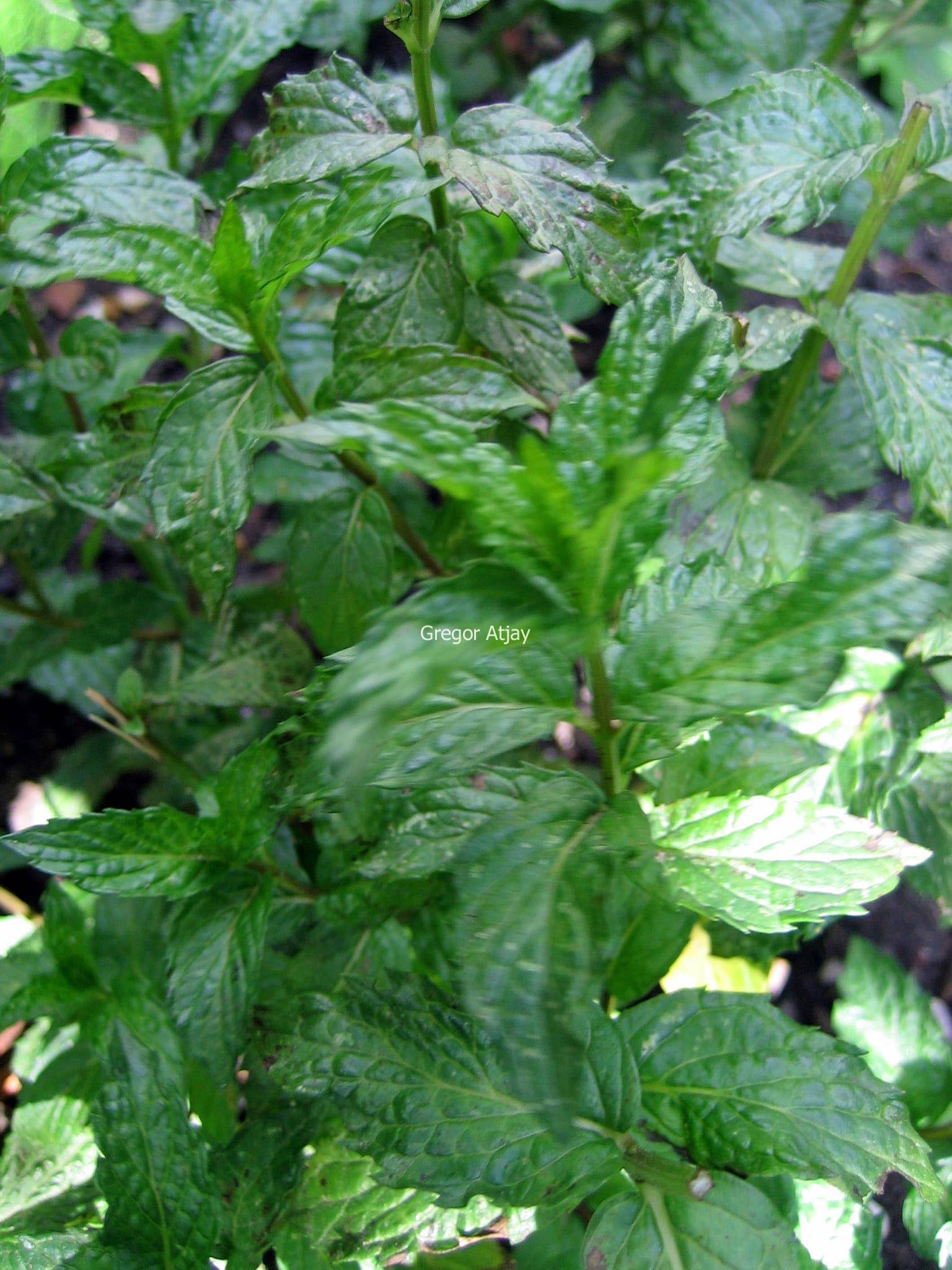 Mentha spicata