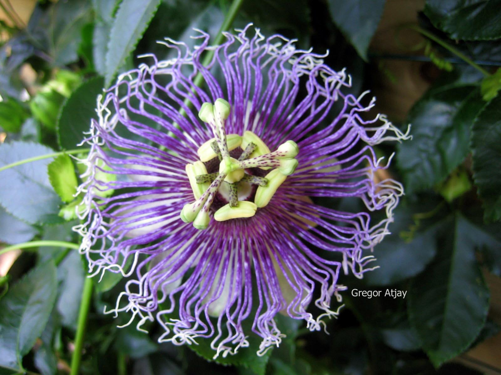 Passiflora edulis