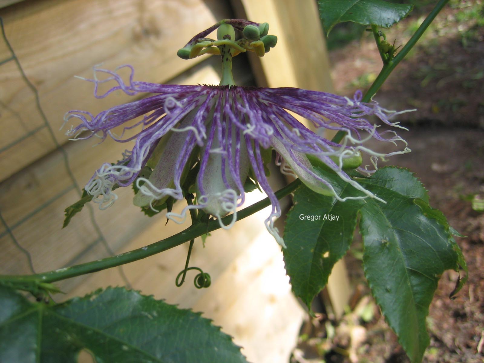 Passiflora edulis