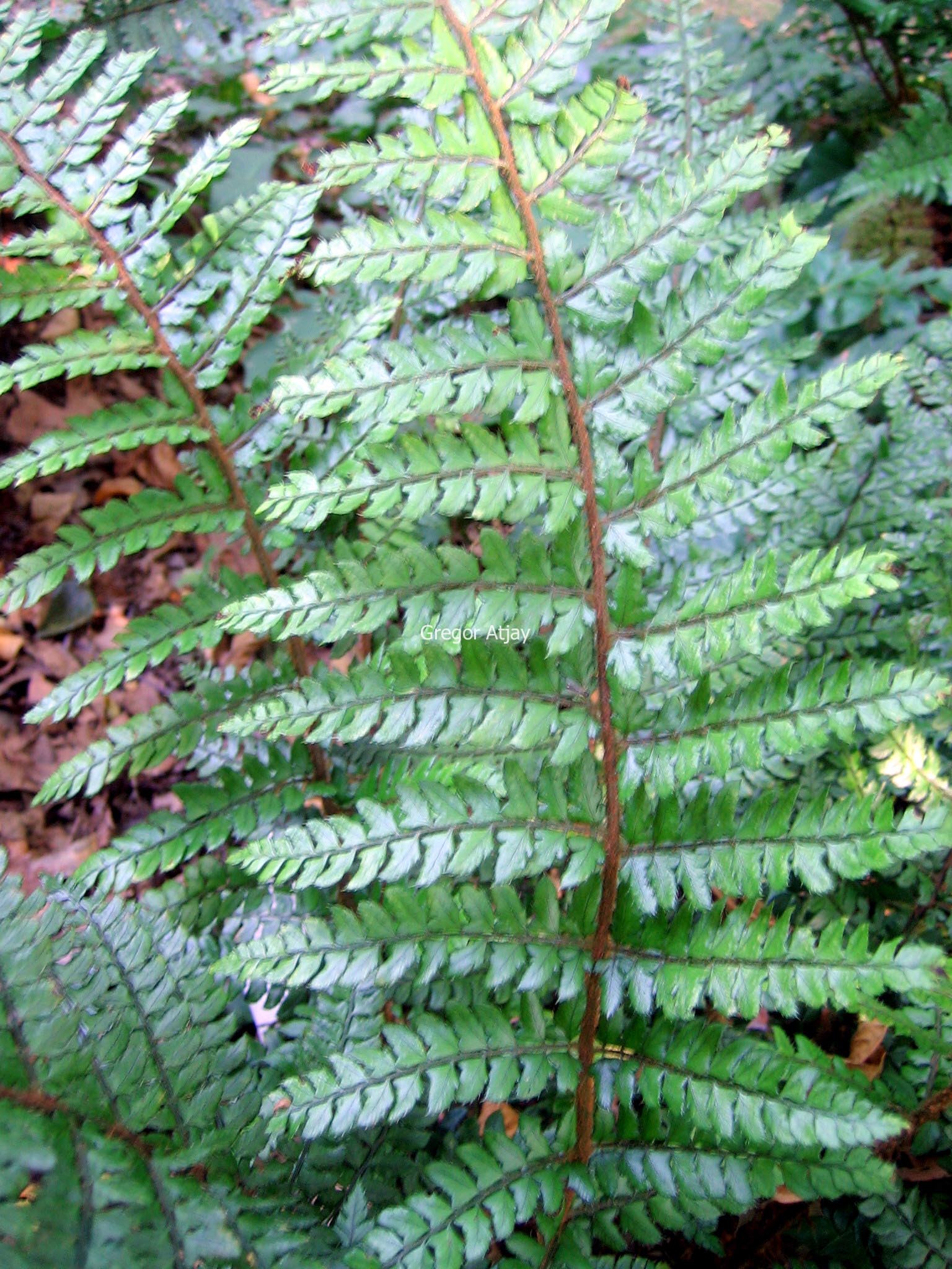 Polystichum makinoi